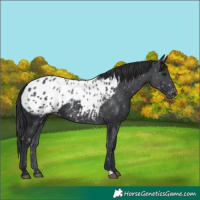 Horse Color:Black Appaloosa 