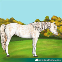 Horse Color:White Spotted Red Dun Rabicano  and White Spotted Palomino Dun Rabicano 