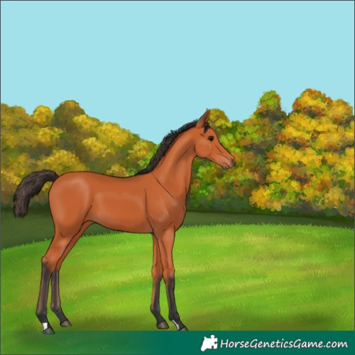 Horse Color:Unknown 