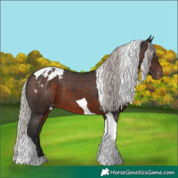 Horse Color:Silver Brown Tobiano Appaloosa
