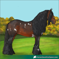 Horse Color:White Spotted Brown 