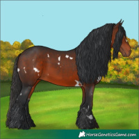 Horse Color:White Spotted Brown 