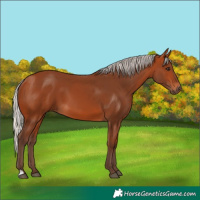 Horse Color:Silver Bay 