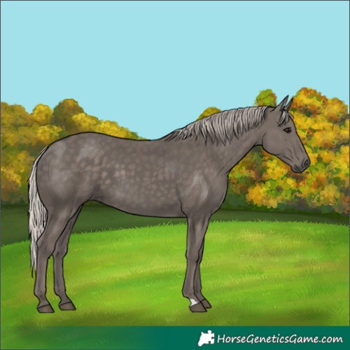 Horse Color:Silver Black