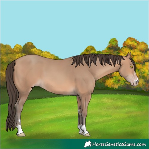Horse Color:Amber Champagne 