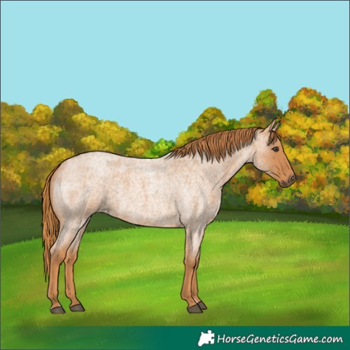 Horse Color:Red Roan 
