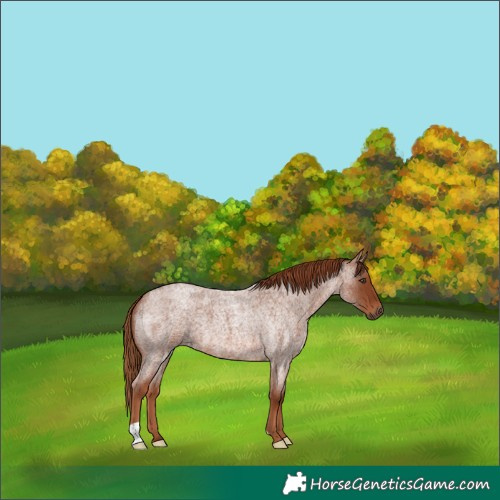 Horse Color:Red Roan 