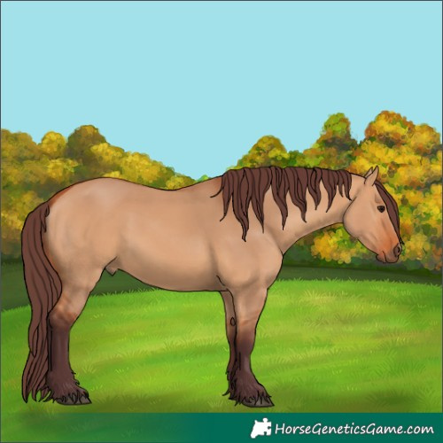 Horse Color:Chocolate Bay Dun 