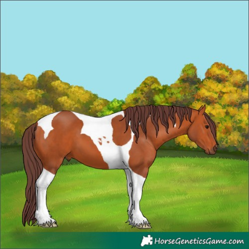 Horse Color:Chocolate Bay Tobiano 