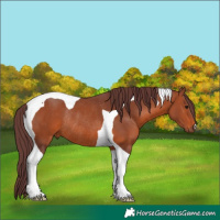 Horse Color:Chocolate Bay Tobiano Rabicano 