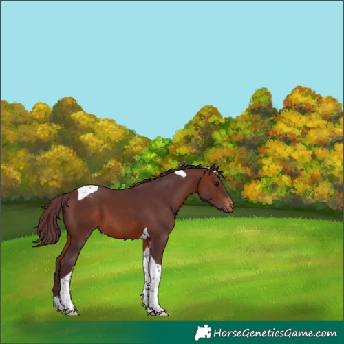 Horse Color:Chocolate Bay Tobiano Appaloosa 