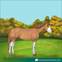 Horse Color:Chestnut Splash