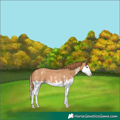 Horse Color:Chestnut Sabino Splash 