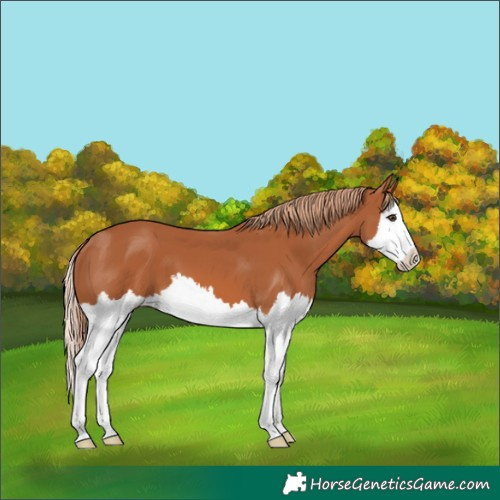 Horse Color:Chestnut Splash 