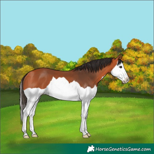 Horse Color:Bay Splash