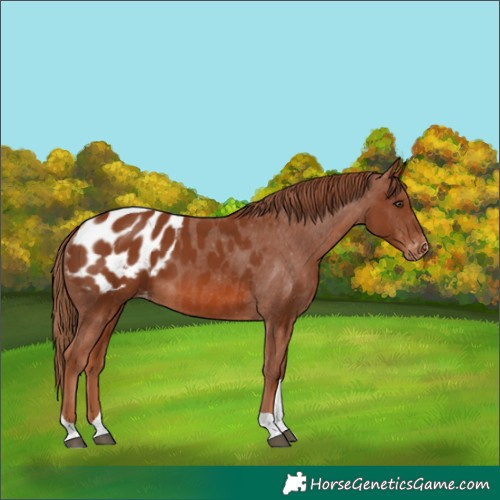 Horse Color:Chestnut Tobiano Appaloosa 
