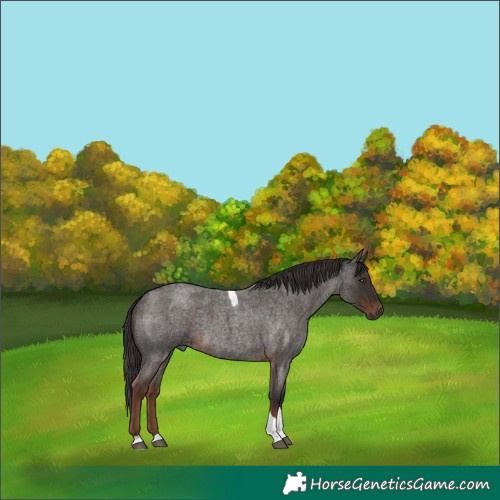 Horse Color:Liver Red Roan Tobiano
