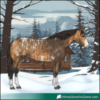 Horse Color:Bay Blanket  and Buckskin 