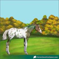 Horse Color:Silver Brown Pearl Tobiano Blanket Rabicano