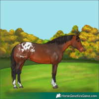 Horse Color:Bay Tobiano Appaloosa