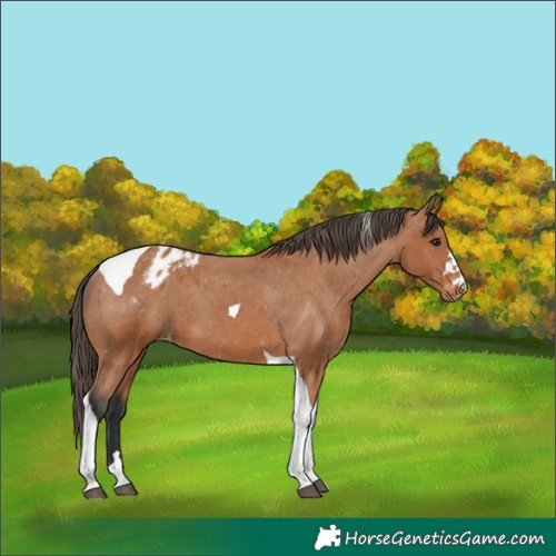 Horse Color:Bay Tobiano Appaloosa