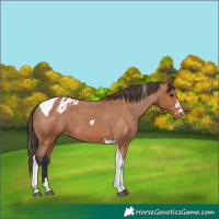 Horse Color:Bay Tobiano Appaloosa 