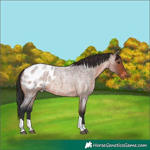 Horse Color:Brown Roan Tobiano Appaloosa
