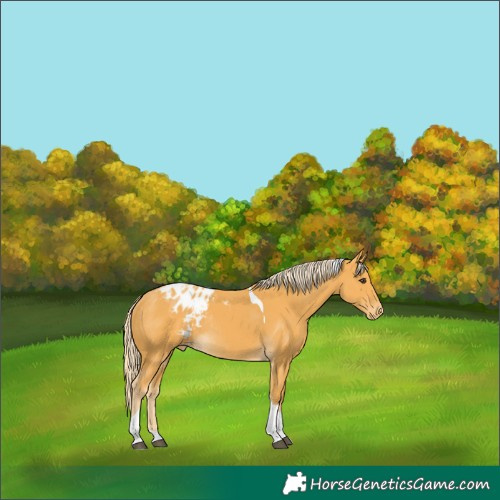 Horse Color:Palomino Tobiano Appaloosa Rabicano 