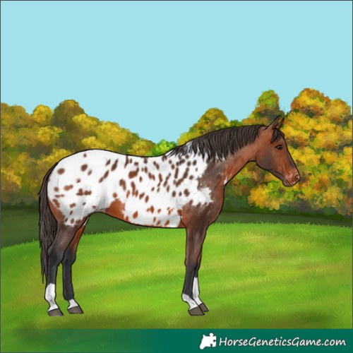 Horse Color:Bay Tobiano Appaloosa 