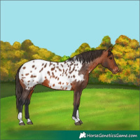Horse Color:Bay Tobiano Appaloosa
