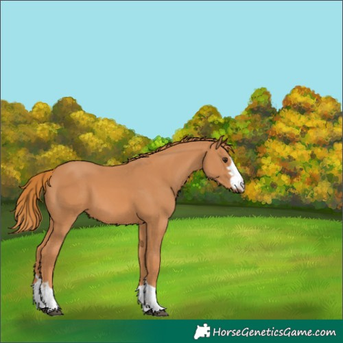 Horse Color:Chestnut 
