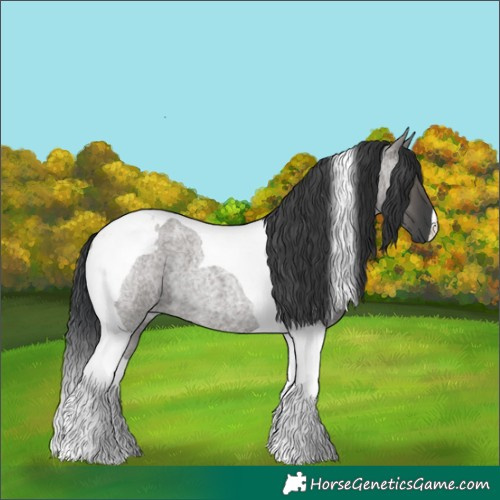 Horse Color:Grullo Roan Tobiano