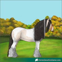 Horse Color:Bay Roan Dun Tobiano 