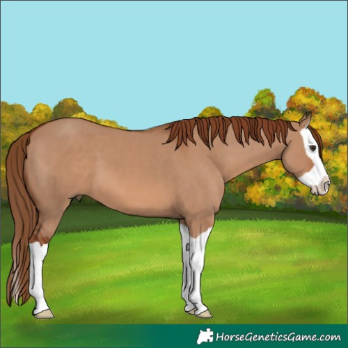Horse Color:Red Dun Splash 