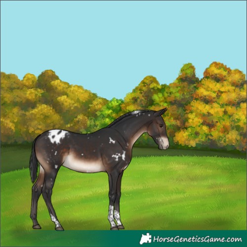 Horse Color:White Spotted Brown Tobiano Appaloosa 
