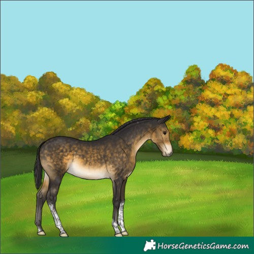 Horse Color:Buckskin Tobiano 