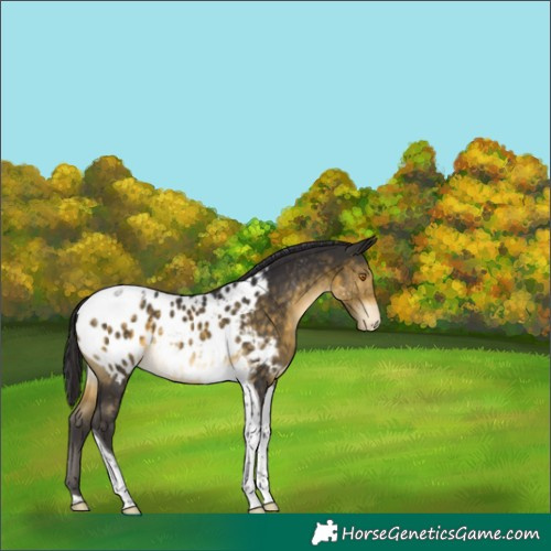 Horse Color:Buckskin Mushroom Tobiano Appaloosa 