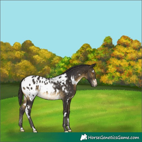 Horse Color:White Spotted Buckskin Mushroom Appaloosa 