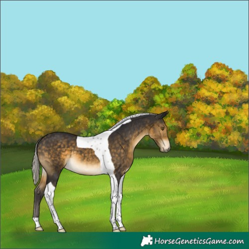 Horse Color:Silver Buckskin Tobiano 