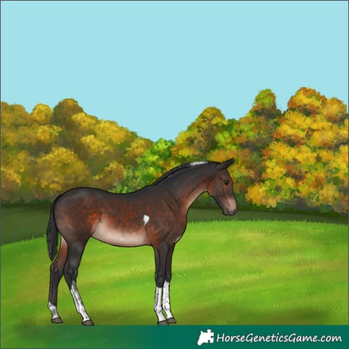 Horse Color:Brown Mushroom Tobiano 