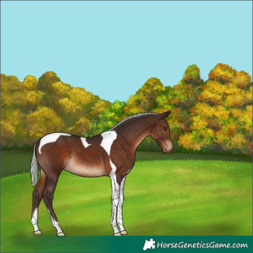 Horse Color:Silver Brown Tobiano 