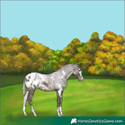 Horse Color:White Spotted Silver Black Appaloosa 