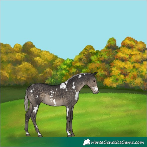 Horse Color:White Spotted Silver Smoky Black 