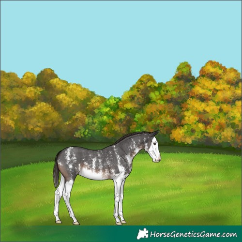 Horse Color:Liver Chestnut Sabino Splash Varnish 