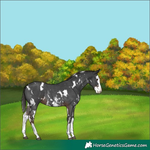 Horse Color:White Spotted Liver Chestnut Sabino Splash Varnish 
