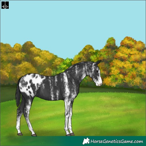 Horse Color:Powder White White Spotted Black Blanket 