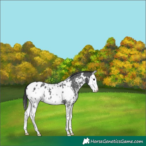 Horse Color:White Spotted Black Sabino Splash Appaloosa 