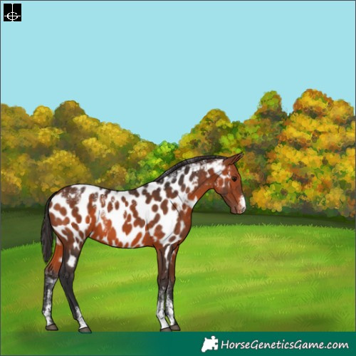 Horse Color:Powder White Bay Near Leopard 