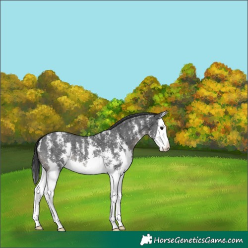 Horse Color:Black Sabino Splash Appaloosa 