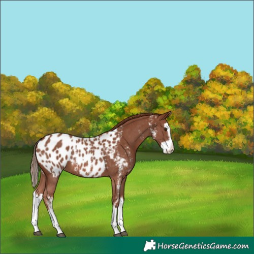 Horse Color:Chestnut Sabino Splash Appaloosa 